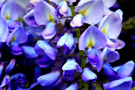 5 Blue Chinese Wisteria Sinensis Ornamental Vine Blue   - £14.94 GBP