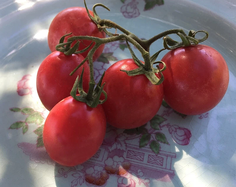 50+ PORTER TOMATO SEEDS - FRESH FOR YOUR VEGETABLE GARDENS - $2.89