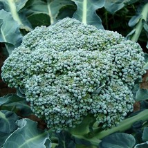 Waltham 29 Broccoli Seeds, NON-GMO, Easy to Grow, High Yields, FREE SHIP... - £1.33 GBP+