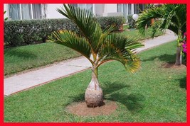 10 Pcs/bag Bottle palm tree Seeds Exotic Plants Bonsai tree Tropical Ornamental  - £3.06 GBP