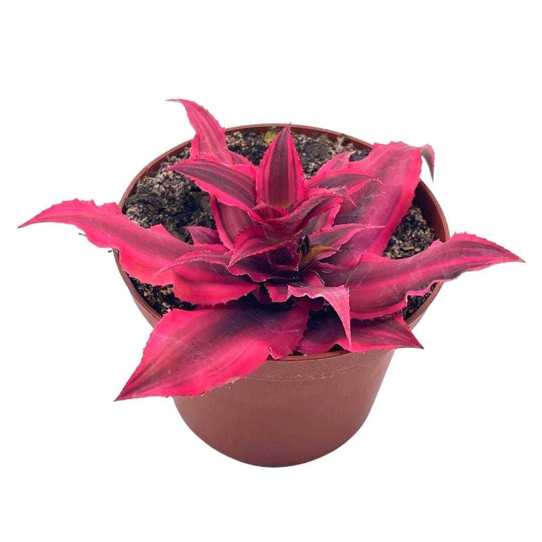 Cryptanthus Bivittatus, 2 inch, Red Star Bromeliad, starfish plant, brig... - $9.13
