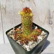Cacti Mammillaria elongata Copper King cactus Succulent real live plant - £29.88 GBP