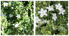 4&quot; Pot - Variegated Japanese Snow Rose Serissa - House Plant or Bonsai - £36.97 GBP