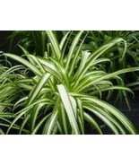 2 Spider plant (Chlorophytum  comosum) you get 5&#39;&#39; to 8&#39;&#39; plants - $13.89