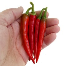 Fire Red Pod Pepper Hot Chilli Vegetable Seeds, 5 packs, tabasco red cluster pep - £12.72 GBP