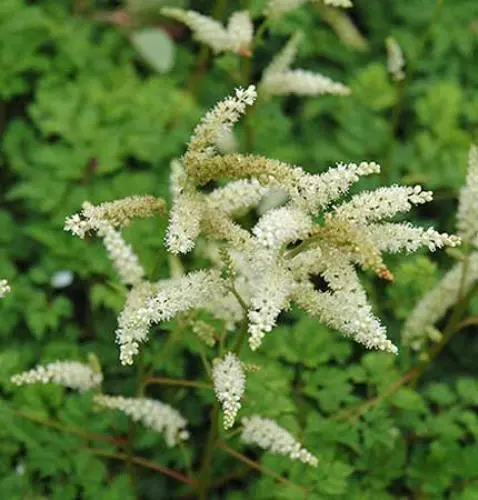 Aruncus Aethusifolius Dwarf Goat&#39;S Beard 150 Seeds Fresh Garden - £13.82 GBP