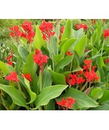 FMG 20 Red Dazzler Canna Lily Seeds (Canna Indica) Indian Ss Arrowhead F... - $10.36