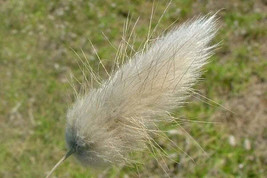 Jstore USA Lagurus ovatus Bunny Tails 20 Fresh Seeds - £9.62 GBP