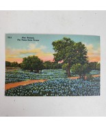 Vintage 1950s Bluebonnets Texas State Flower Ephemera Postcard New Old S... - $8.94