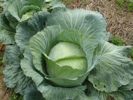 Bloomys 500 Seeds Flat Dutch Late Cabbage Brassica Oleracea Capitata Vegetable - £8.51 GBP