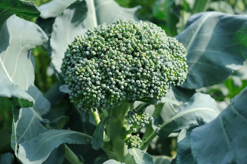 Semilir Waltham 29 Broccoli Non Gmo 250 Seeds - $9.42