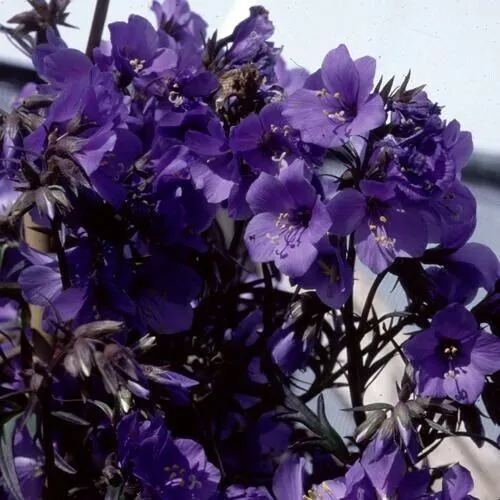 Purple Rain Polemonium Jacob&#39;S Ladder Flower 40 Seeds Shade Loving Peren... - £9.59 GBP