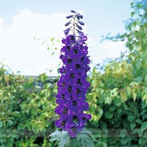 US Seller Purple Delphinium X Cultorum Tall Black Knight Flower 50 - $9.99