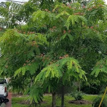 Exquisite Cassia Marginata Rose Shower Seeds - Start Your Floral Paradis... - £7.52 GBP