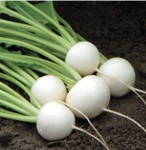 Hakurei Turnip 200 Seeds This Is The One That Sets The Standard For Flavor Fresh - £7.85 GBP