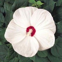 White Hibiscus Large Flowering Plants 10 Seeds Fresh USA Fast Shipping - Perfect - $18.99