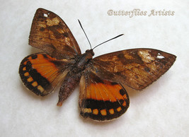 Real Moth Castnia Athis Inca RARE Framed Entomology Museum Quality Shado... - $197.99