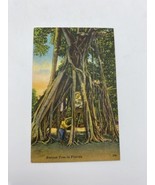 Vintage Postcard Banyan Tree St. Petersburg Florida Linen Posted 1952 - $6.95