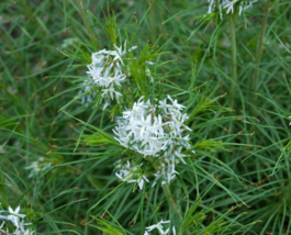 5 Pc Seeds Bluestar Flower Plant, Amsonia Hubrichtii Seeds for Planting | RK - £14.90 GBP