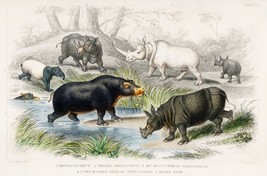 12907.Decor Poster.Home Wall art.1774 Goldsmith animal illustration.Hippo Rhinos - £13.02 GBP+