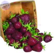 SEED Heirloom Purple Wonder Strawberry Seeds, 100 seeds - £4.77 GBP