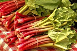 Rhubarb Glaskins Perpetual 50 Seeds Heirloom Prolific Harvegetablest Fresh - £14.16 GBP