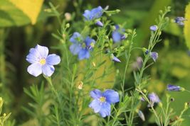1000 Blue Flax Seed Easy Perennial Native Wildflower Cold Drought Summer Garden  - £14.37 GBP