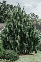 TKBONStore Port Orford Cedar Tree Chamaecyparis Lawsoniana 19 Seeds - £6.61 GBP
