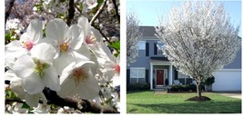 2.5&quot; pot 2 Snowgoose Flowering Cherry tree Garden &amp; Outdoor Living  - $52.99