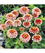 100 Swizzle Cherry Ivory Zinnia Seeds Fast Shipping - $14.93 CAD