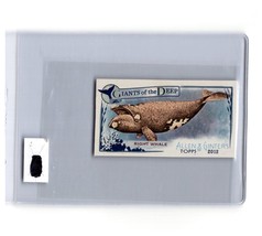 2012 Topps Allen &amp; Ginter #GD-7 Right Whale Mini Giants of the Deep - £1.96 GBP