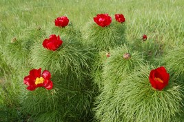 20 Seeds Paeonia Tenuifolia Fernleaf Peony Bonsai Flower Seeds - £9.25 GBP