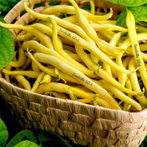 New Fresh Seeds 50 Yellow Cherokee Wax Bean Bush Aas Winner Phaseolus Vulgaris S - $14.90