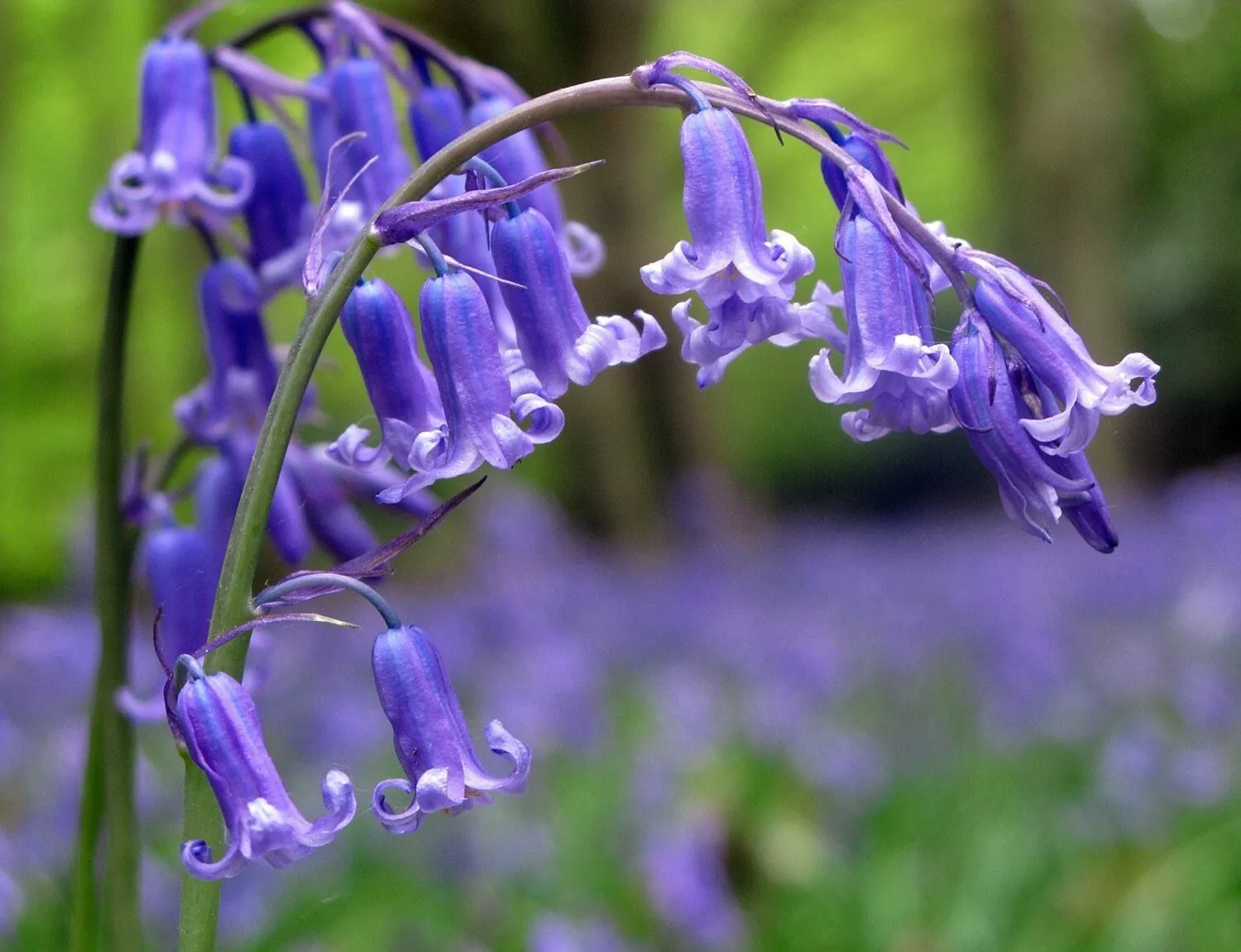 English Bluebell 30 Seeds - Native English Bluebell - $7.99