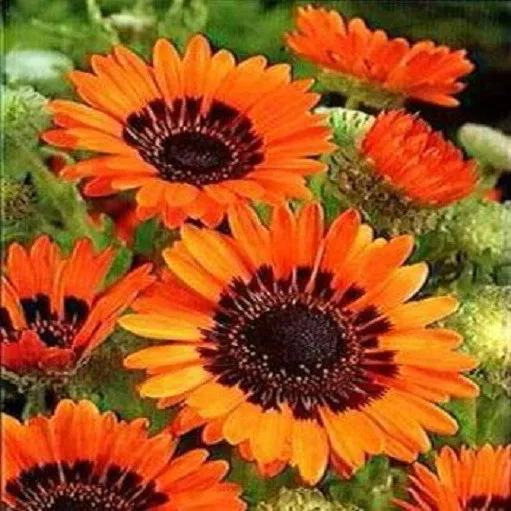 500 Seeds Cape Daisy Orange Monarch Of The Veldt Venidium Orange Daisy S... - £24.90 GBP
