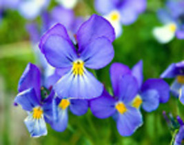 VP 25 Corsican Violet Viola Corsica Blue Purple Yellow Eye Shade Sun Flower Seed - £3.55 GBP