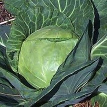 BStore 900 Seeds Late Flat Dutch Cabbage Seeds Heirloom Non Gmo Fresh - £6.77 GBP