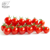 BELLFARM Renrong Bright Red Cherry Tomato Bonsai Seeds 20pcs+ Heirloom S... - $6.71