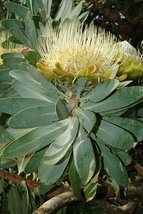 Protea Nitida (wagon tree) Flower, 6 Seeds D - $30.35