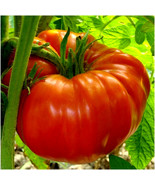 LKS Tomato Seeds 30 Red Xl Italian Beefsteak Pasta Sauce Salsa Seed Home... - $6.92