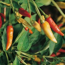 30 Seeds Tabasco Pepper Perfect For Garden Planting Immediate Gardening Start - $8.89