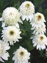 50 Double White Coneflower Seeds Echinacea Flower Perennial Flowers 20 Gardening - $15.00