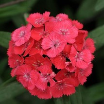 New Seeds 50 Pelleted Dianthus Seeds Dianthus Sweet Coral USA Seller - £12.83 GBP