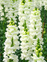 500 Seeds Tall White Snapdragon Flower Seeds - £5.11 GBP