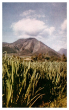 Sugar Cane Fields of Hawaii with Mountains in the Background Postcard - £4.52 GBP