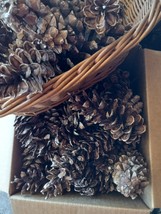 Pine Cones, White Pine, 20 count Eastern Michigan Hand picked in nature 3-7&quot; - £15.57 GBP