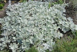 HS Dusty Miller 100 Seeds  - £4.52 GBP