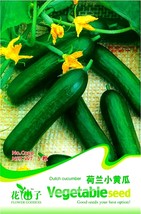  Heirloom Dutch Fruit Cucumber Organic 5 Eat it Raw Crisp Fruit C020 Seeds - £4.50 GBP