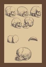 Skulls - £15.94 GBP