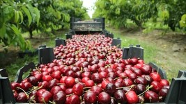 Fresh 10 Lapins Cherry Seeds for Garden - $7.96